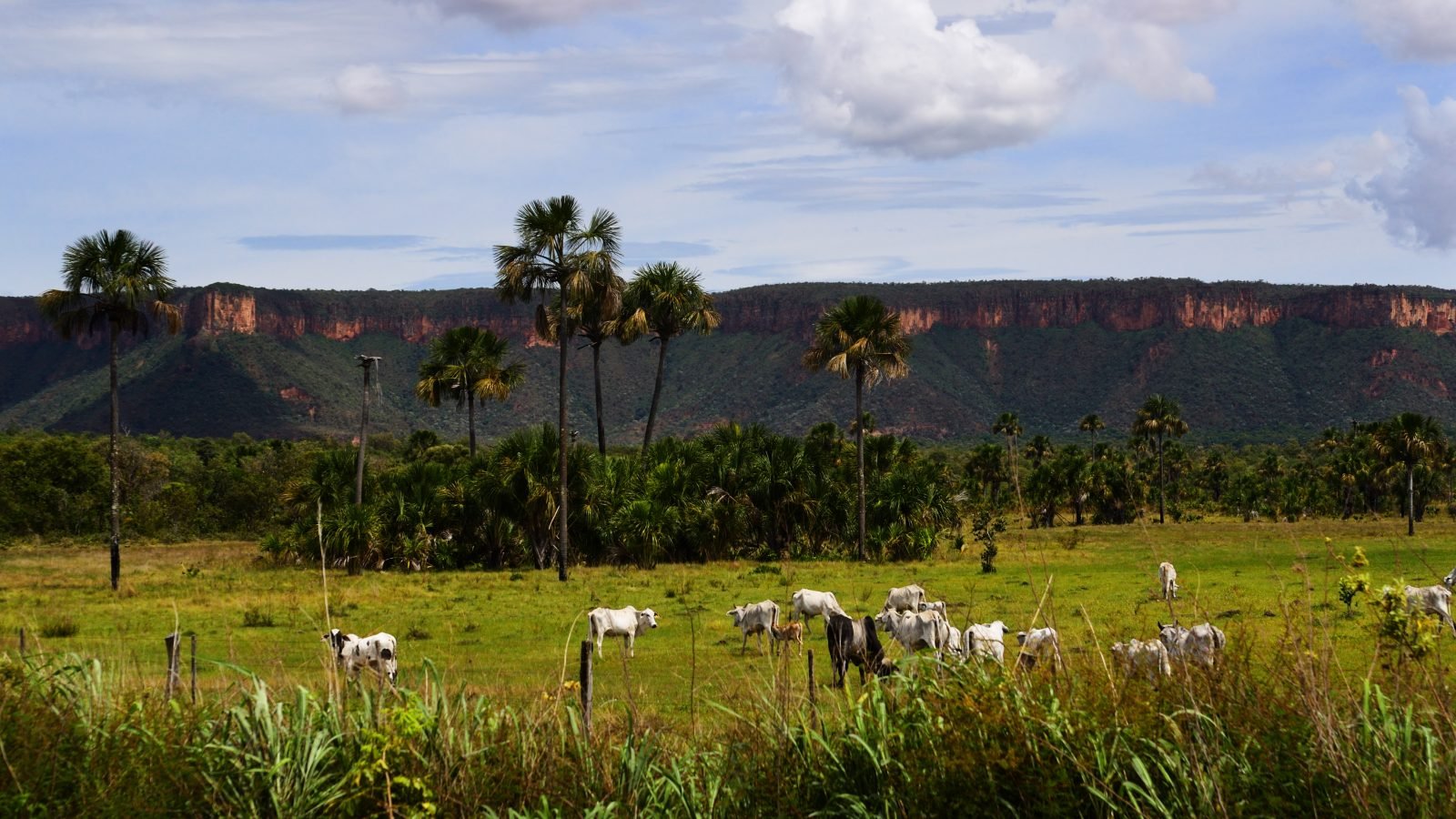 Gado nelore em pasto: o Grupo Izvq, com sede em Barretos (SP), reúne sete empresas do ramo agropecuário. Foto ilustrativa: Carlos Ebert/Wikimedia Commons, CC BY 2.0, recortada