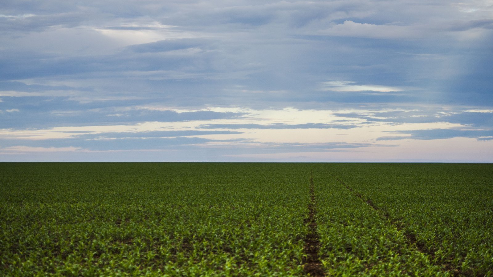 Lavoura de soja em Brasnorte (MT): o Grupo Krohling cultiva soja e milho safrinha em fazendas do mesmo estado. Foto ilustrativa: Marcelo Camargo/Agência Brasil, CC BY 3.0 BR, recortada