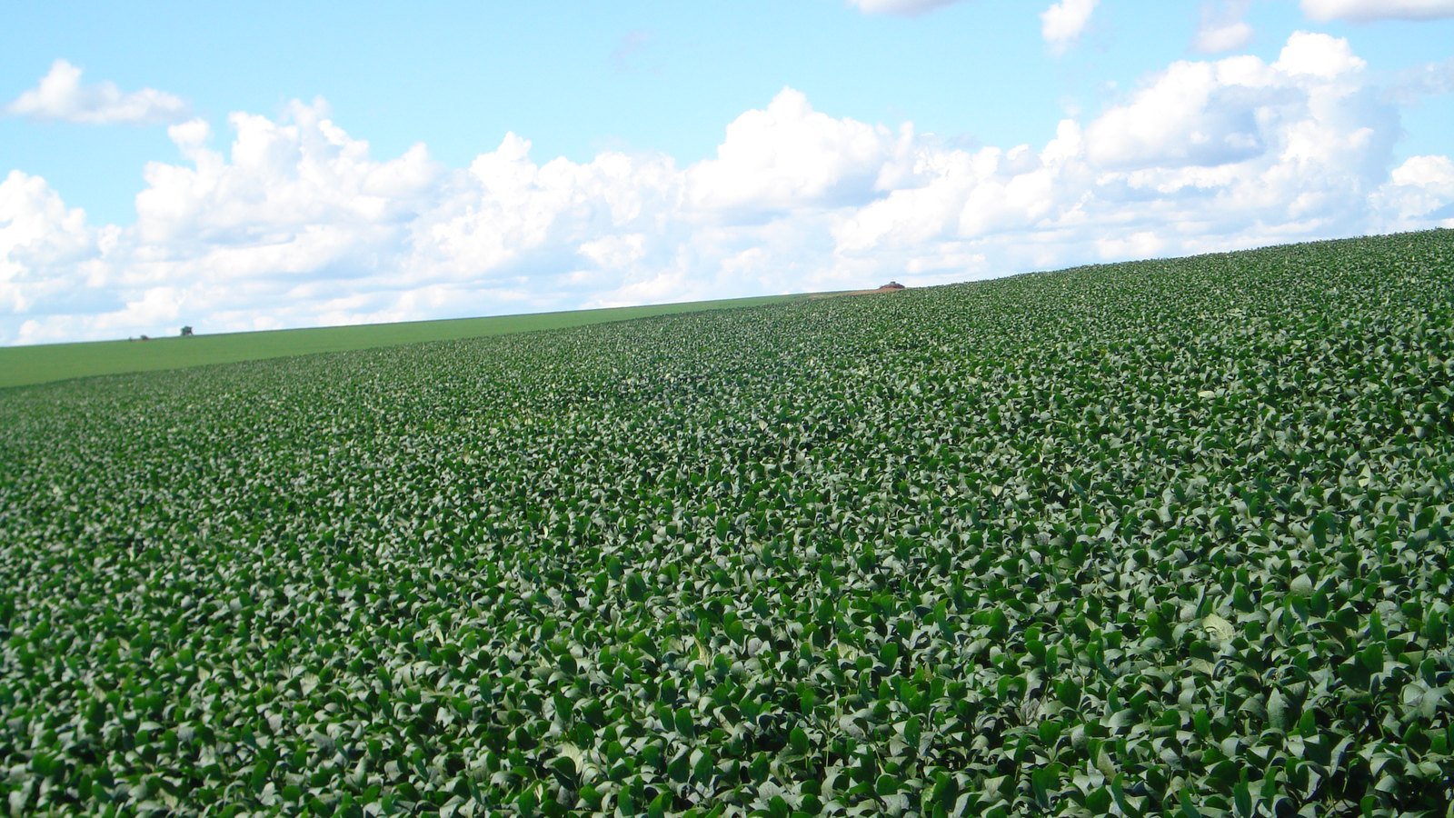 Lavoura de soja em Montividiu (GO), imagem ilustrativa do setor de insumos agrícolas. Foto: Coloradogoias/Wikimedia Commons, CC BY-SA 3.0, recortada